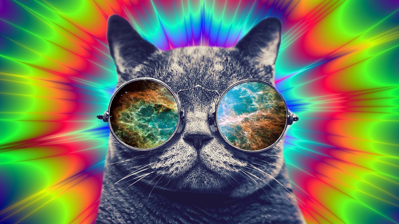 Los animales también se drogan 😯🤪💊 Chismes Today