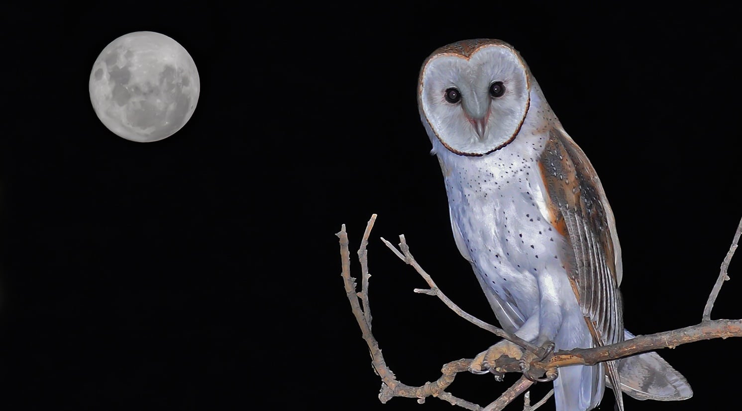 Animales nocturnos del Tierra 🌙🦇🌍 Chismes Today