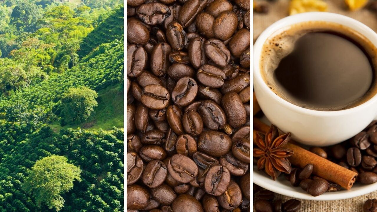 Destinos para amantes del café 😍☕ Chismes Today