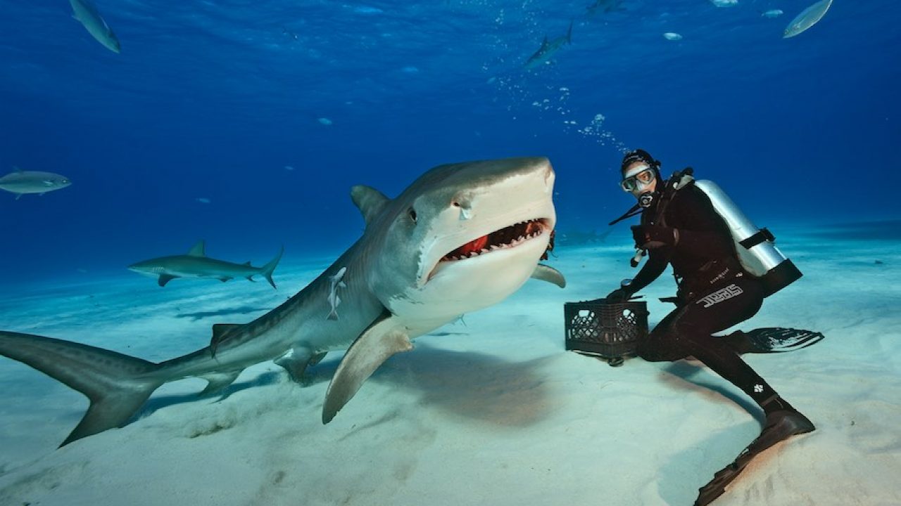 Mitos y realidades sobre los tiburones 🦈⁉ Chismes Today