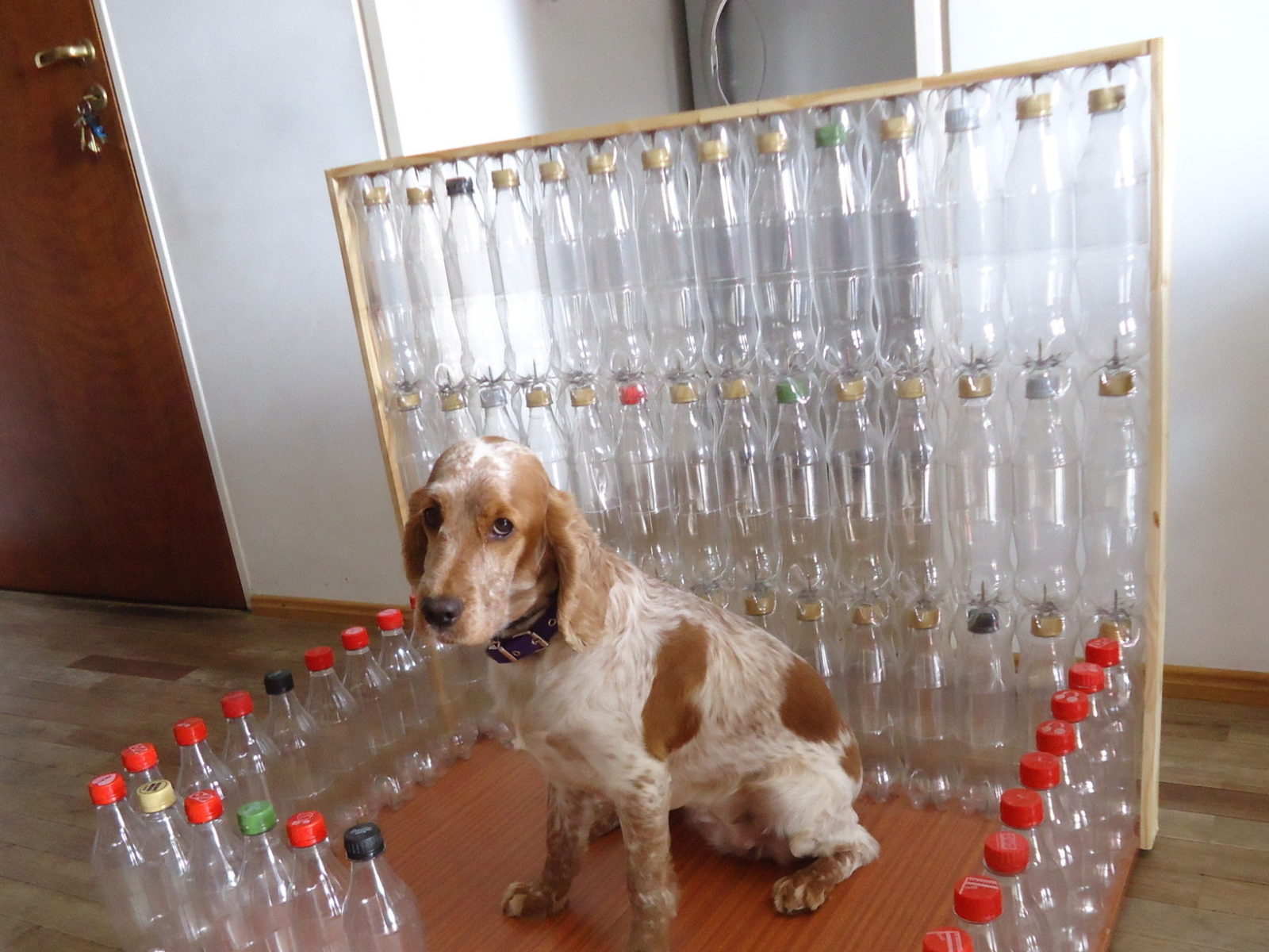 Casas para perros con botellas recicladas ♻🧴 Chismes Today