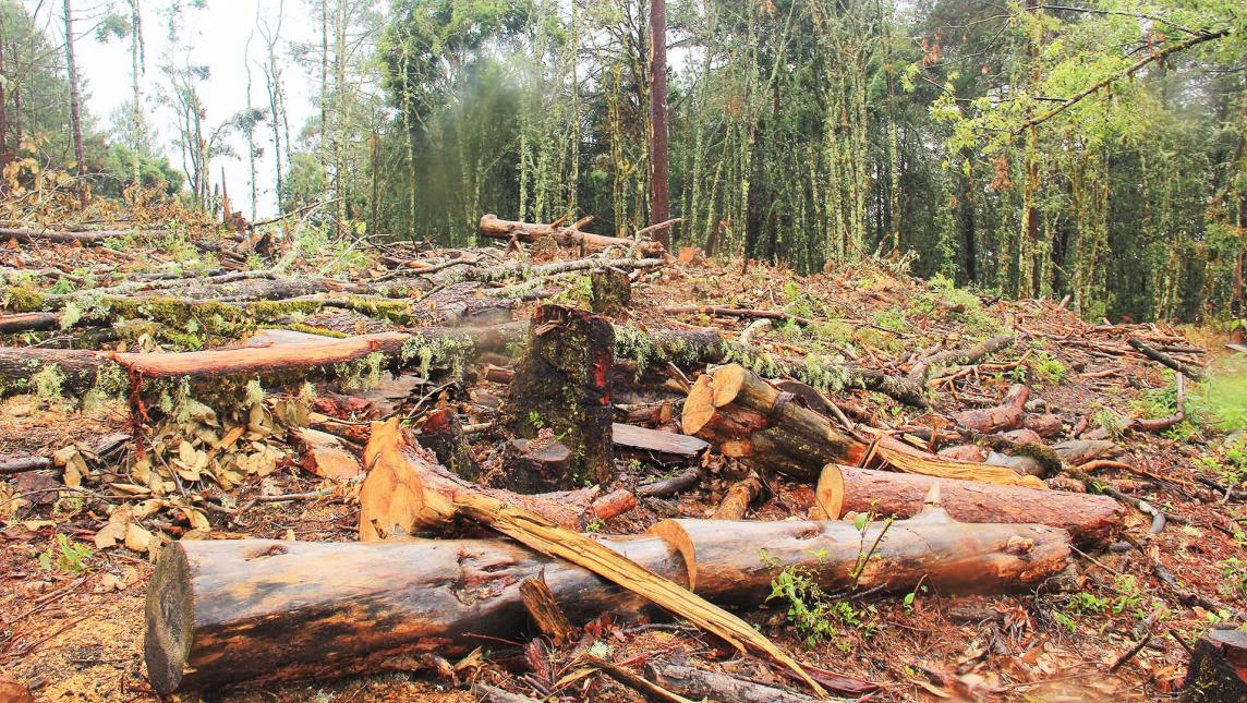 La tala clandestina terminó con uno de los bosques más bellos de México 🇲🇽 Chismes Today La tala clandestina terminó con uno de los bosques más bellos de México 🇲🇽 Chismes Today