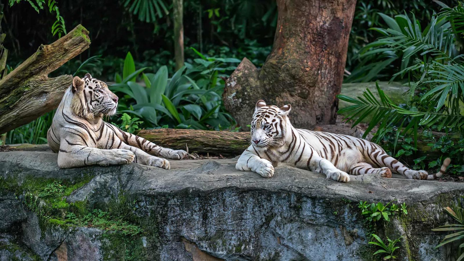 Top 3 Mejores zoológicos del mundo 🐅🐊🦓 Chismes Today