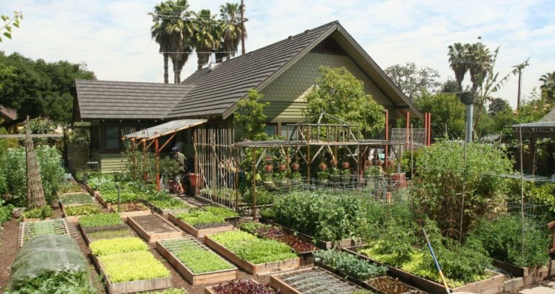 Familia cultiva toneladas de comida en el patio trasero 🙌 - Chismes Today