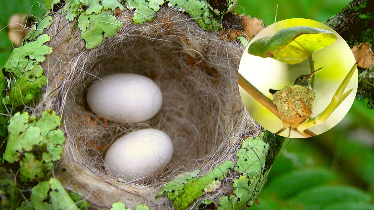 Colibrí construye nido techado para cuidar sus futuros huevos 🐣🌱 Chismes Today Colibrí construye nido techado para cuidar sus futuros huevos 🐣🌱 Chismes Today